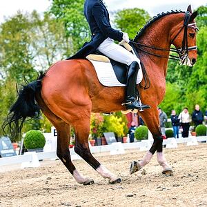 dressage_arena_footing