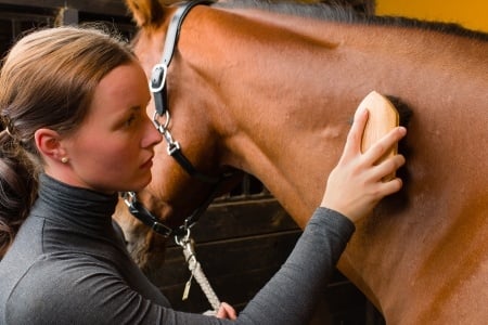 Featured_Equestrian_college_unh