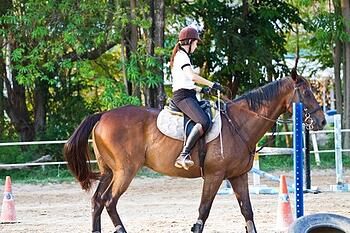 horse-in-ring