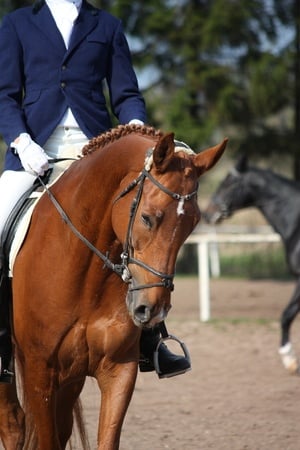 Intercollegiate_Dressage_Association_(IDA)_Arenas