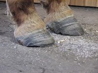 BarefootHorse