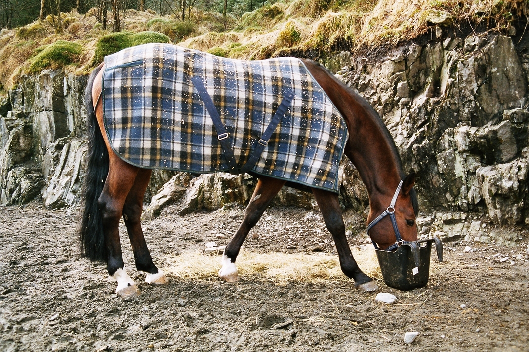 What are a Horse's Comfortable Temperature Ranges?