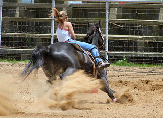 Dust Horse Arena