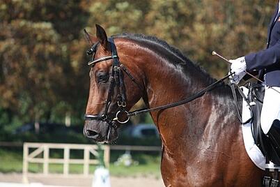 Professional Dressage Arena