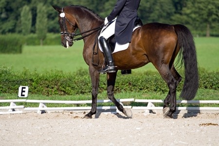 dressage