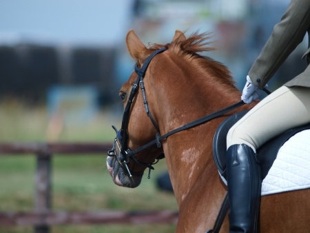 College Equestrian - Taking riding to another level